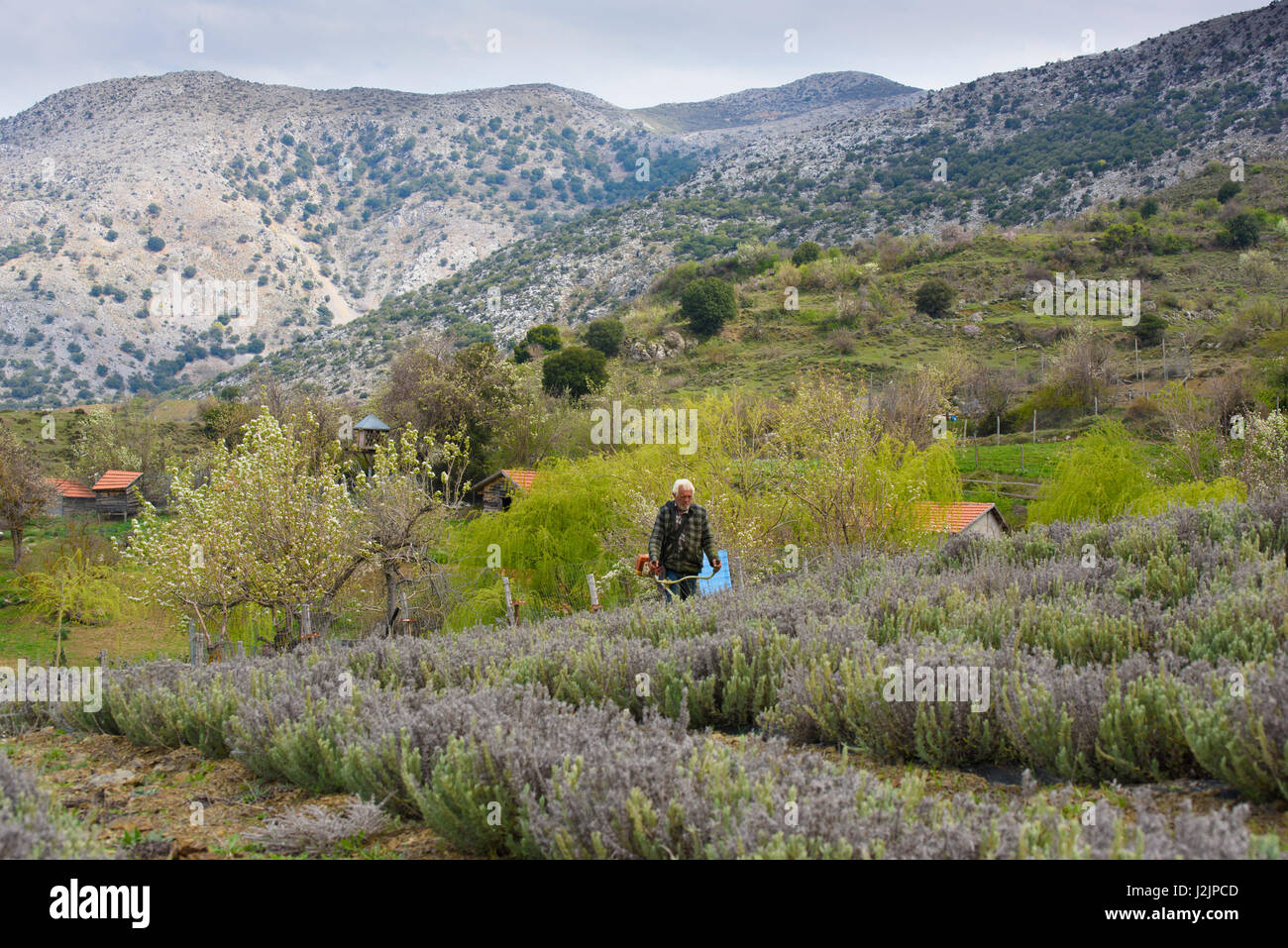 Un hombre strimming un campo lila, Lasinthos, meseta de Lasithi, en Creta, Grecia. Foto de stock