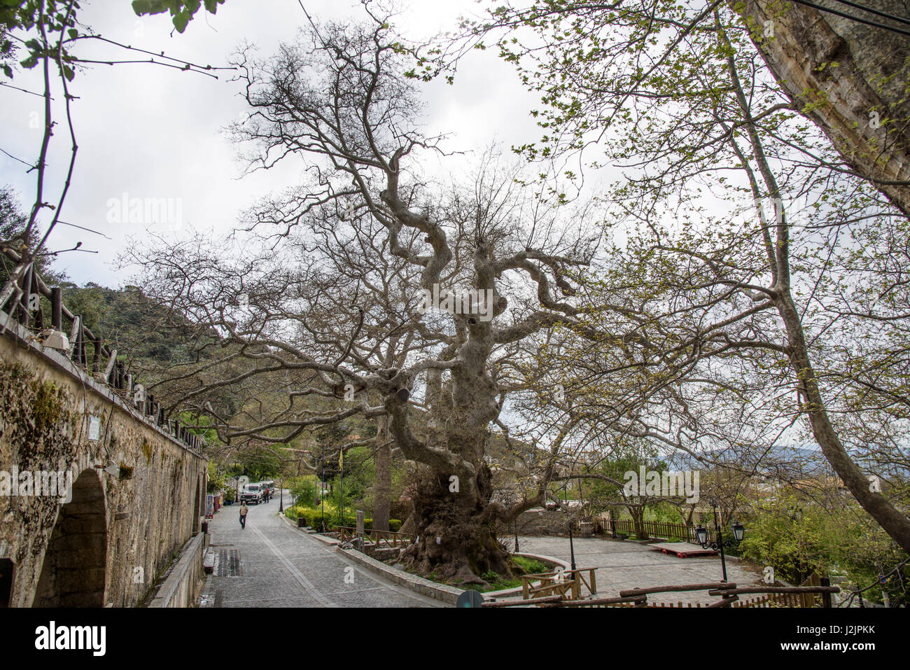 El Monumental árbol de avión en Hersonissos, Lasithi región de Creta. Foto de stock
