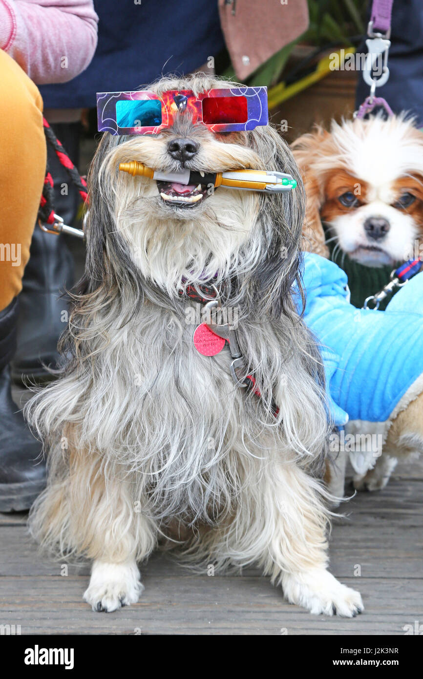 Londres, Reino Unido. 29 de abril de 2017. Gus el perro de rescate que ganó  el segundo lugar como vestidos de Dogtor que sostiene su destornillador  sónico y llevaba gafas 3D en