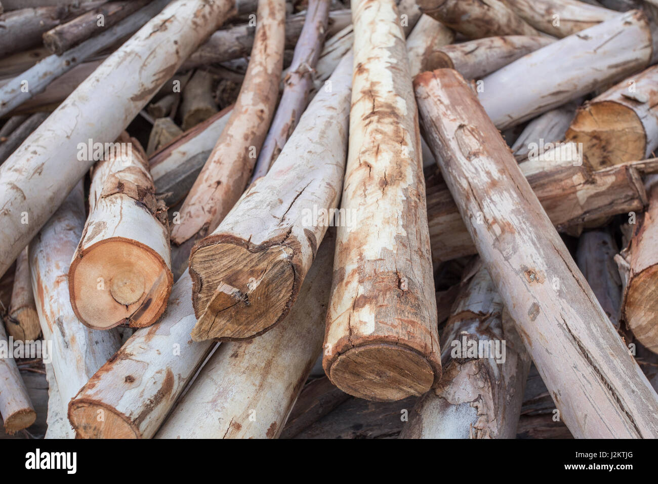 Picado de eucalipto seca leña troncos apilados uno encima de otro en una  pila Fotografía de stock - Alamy