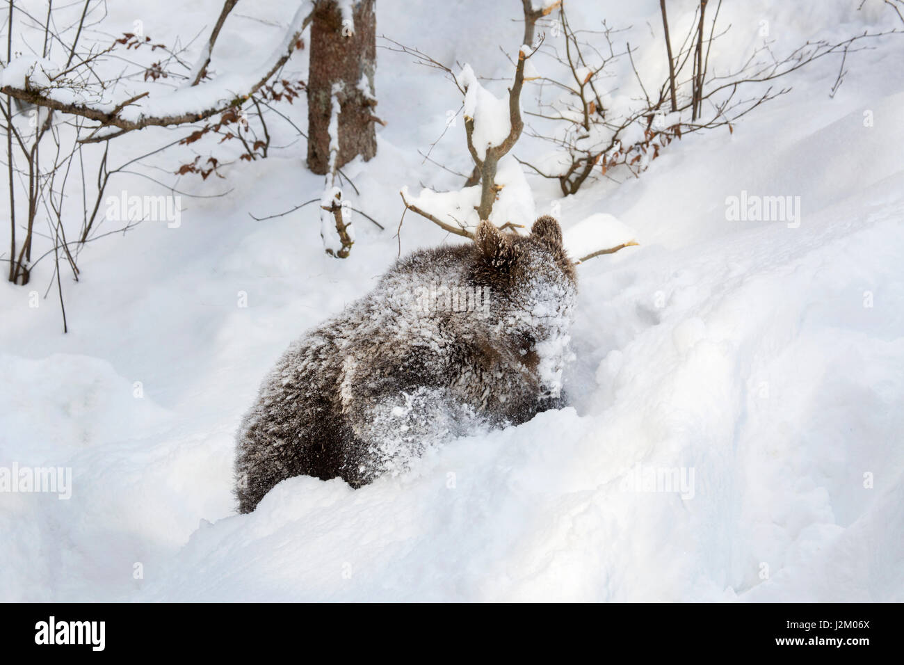 Un año de edad cachorro de oso pardo (Ursus arctos arctos) caminando en la profundidad de la nieve en invierno / primavera Foto de stock