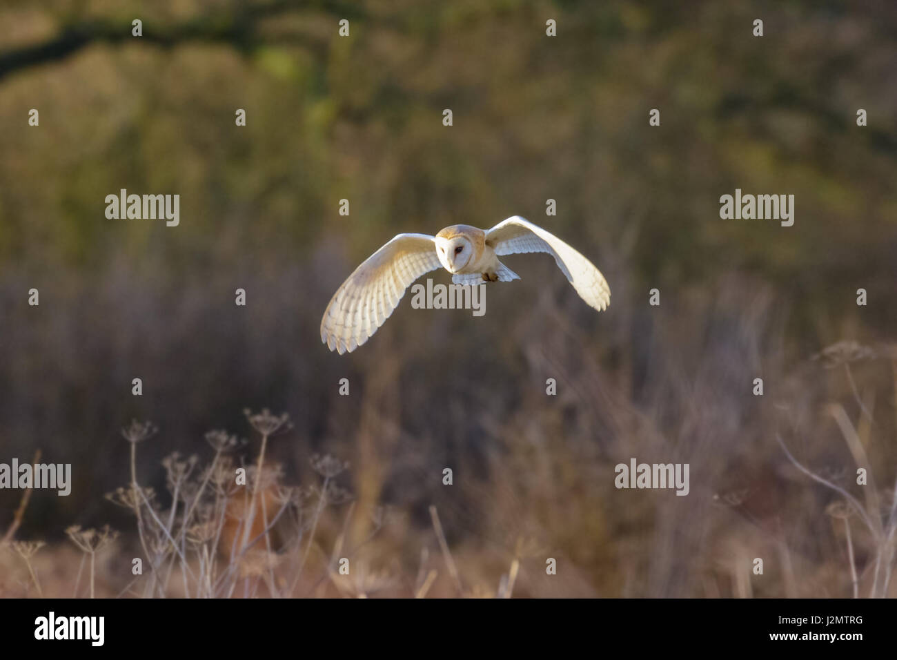 Lechuza de Campanario (Tyto alba) la caza o el acantonamiento a baja altura sobre una pradera Foto de stock