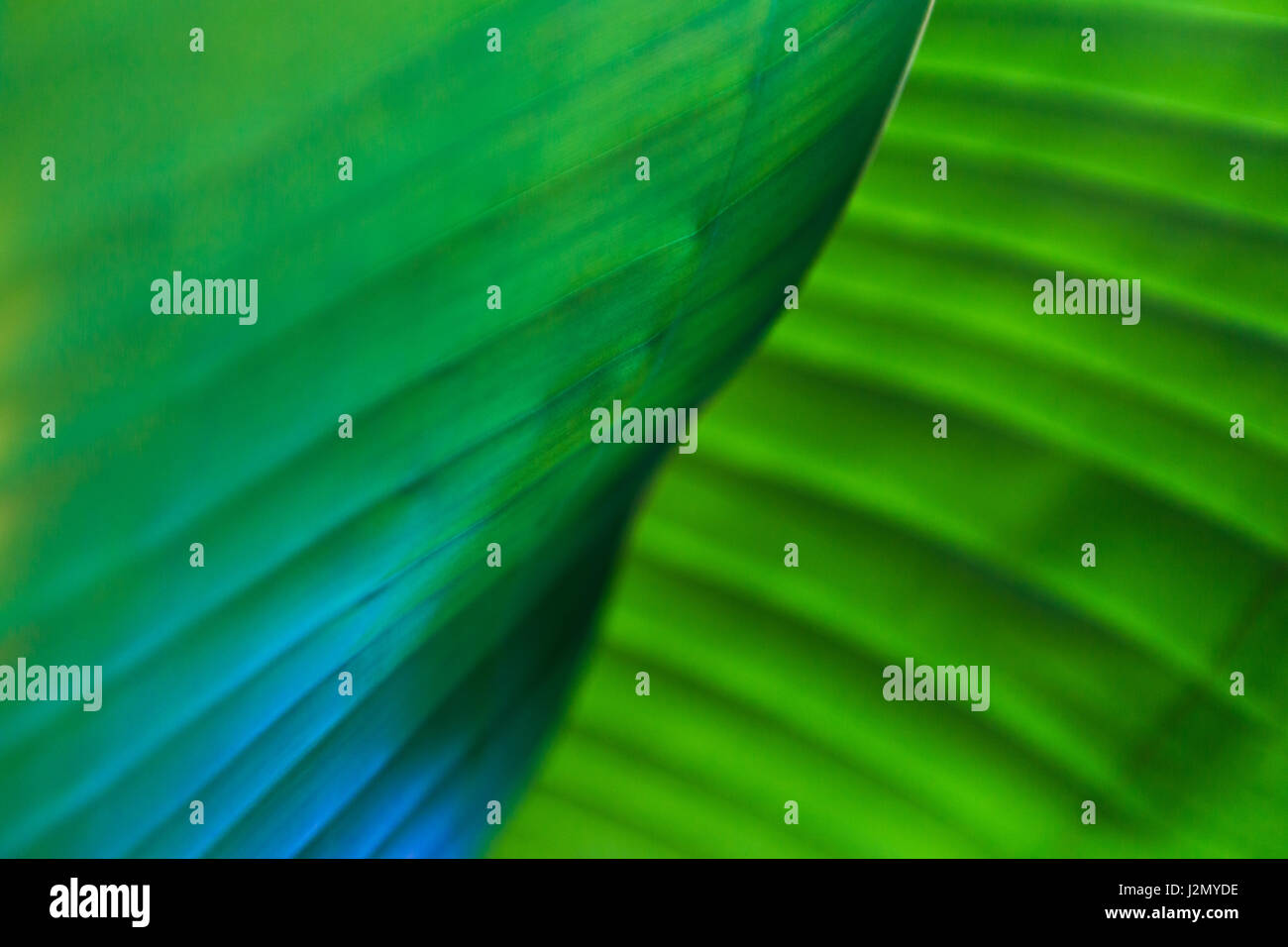 Blur resumen cerca de hojas de plátano, el enfoque selectivo con poca profundidad de campo en el centro del bastidor, mostrando patrón natural y la línea repeti Foto de stock