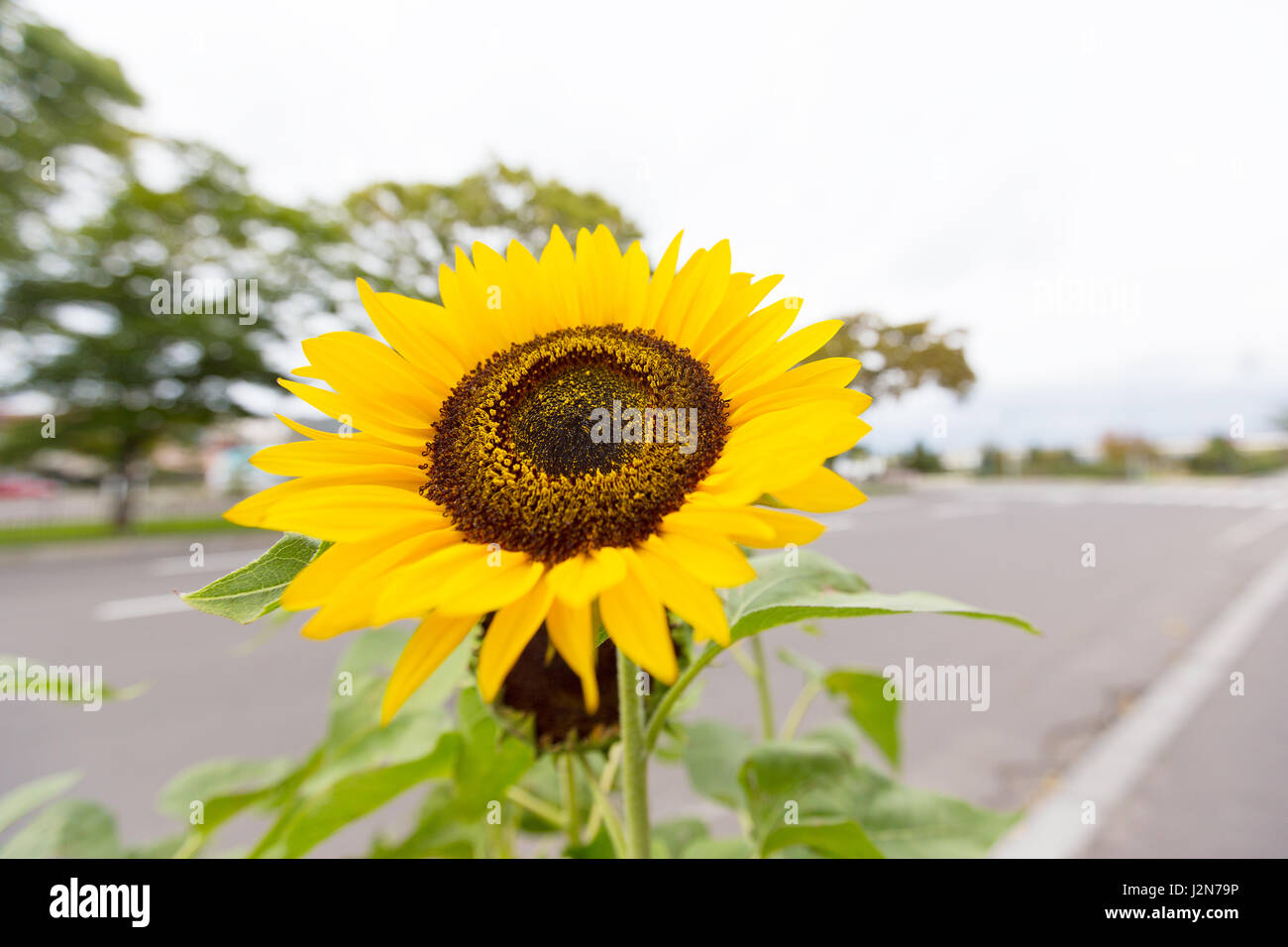 Blooming girasol en una ciudad en un día nublado, el enfoque selectivo en  el centro de la flor con fondo calle borrosa Fotografía de stock - Alamy