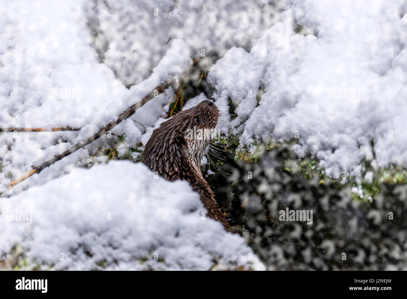 Hermosa Euroasiática de la nutria (Lutra lutra) representada asomándose desde un hueco entre una grieta rocosa en un invierno Snow Drift. Foto de stock
