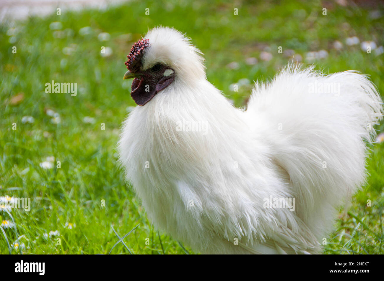 La Silkie es una raza de gallina nombrado por su plumaje anormalmente suaves, que dicen que se sienten como seda y satén. Foto de stock