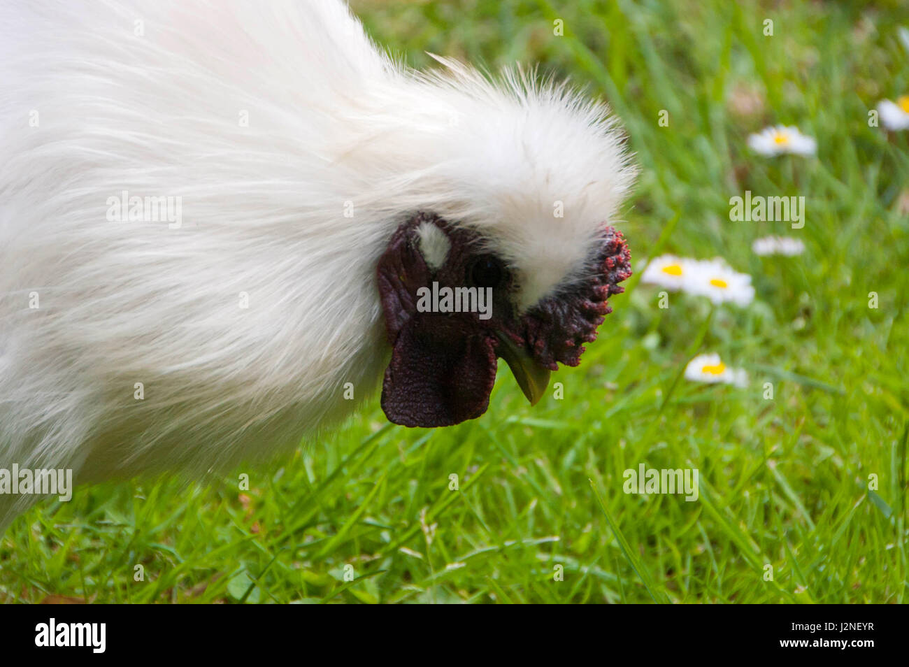 La Silkie es una raza de gallina nombrado por su plumaje anormalmente suaves, que dicen que se sienten como seda y satén. Foto de stock