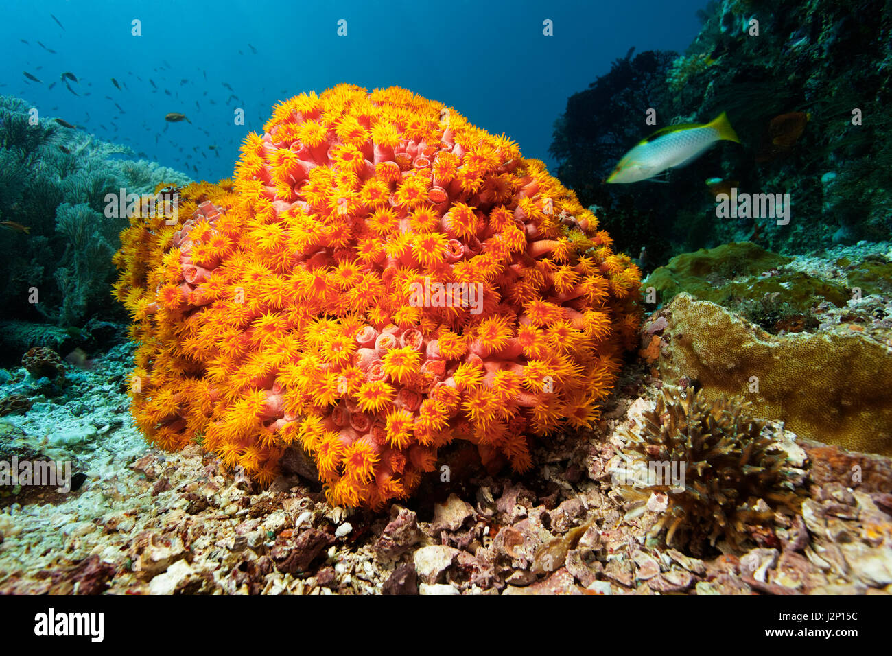 Copa naranja coral (Tubastrea coccinea), Raja Ampat archipiélago, Papua Barat, Papua Occidental, Pacífico, Indonesia Foto de stock