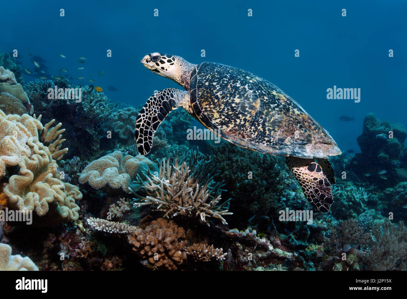 Redhead (Caretta caretta) nadando a lo largo de arrecifes de coral, Raja Ampat, Papua Barat, Papua Occidental, Pacífico, Indonesia Foto de stock