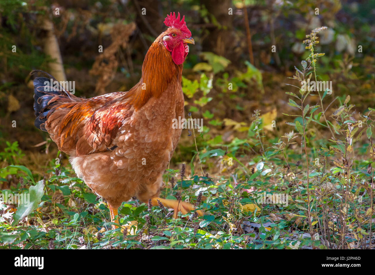 A Rhode Island Red Chicken camina cerca del borde de un bosque. Foto de stock