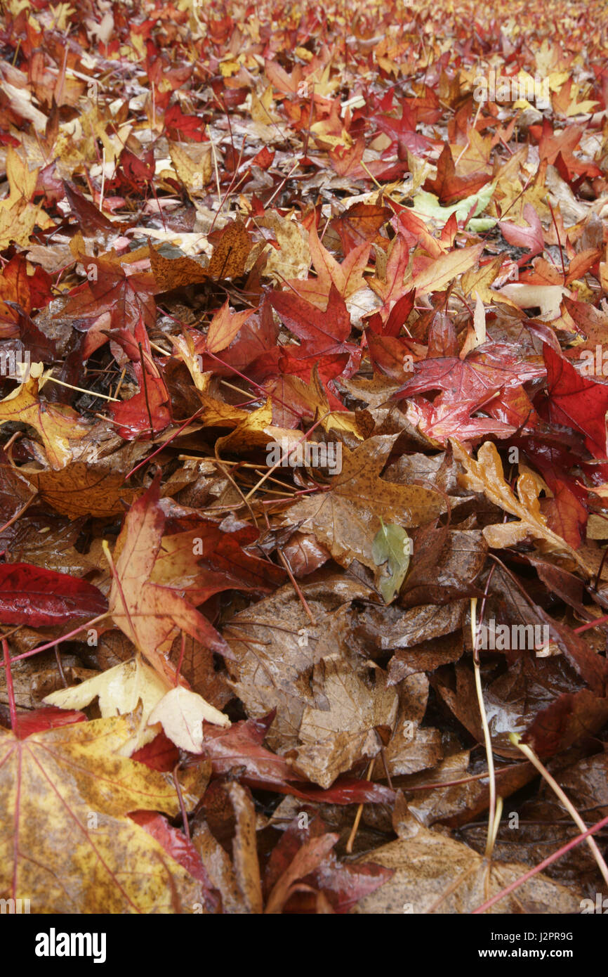 Coloridas hojas caídas de Roble Español (sweetgum en inglés