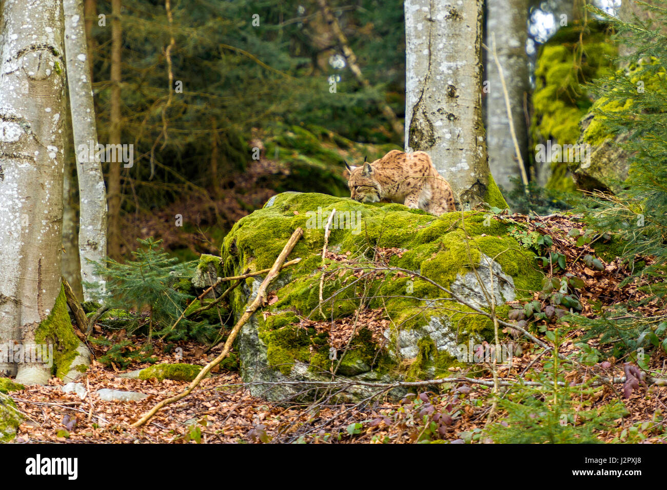 Hermoso el lince eurásico (Lynx lynx) representada en cuclillas sobre un afloramiento rocoso, en un bosque remoto invierno. Ajuste. Foto de stock