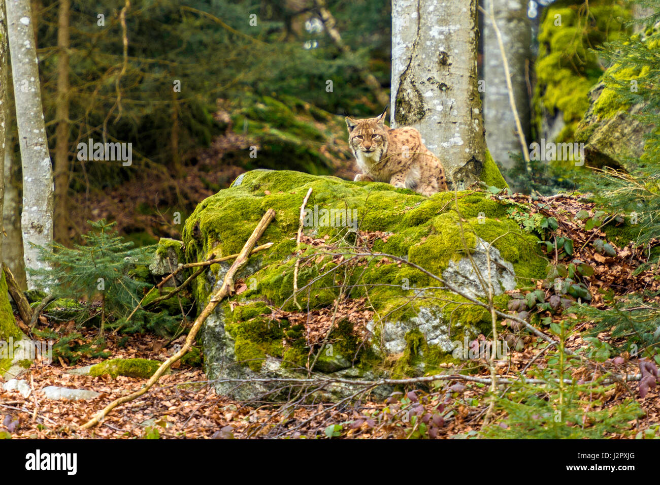 Hermoso el lince eurásico (Lynx lynx) representada en cuclillas sobre un afloramiento rocoso, en un bosque remoto invierno. Ajuste. Foto de stock