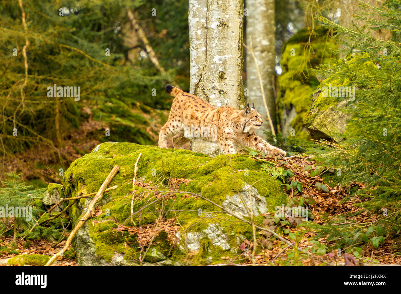 Hermoso el lince eurásico (Lynx lynx) representada estiramiento en un afloramiento rocoso, en un bosque remoto invierno. Ajuste. Foto de stock