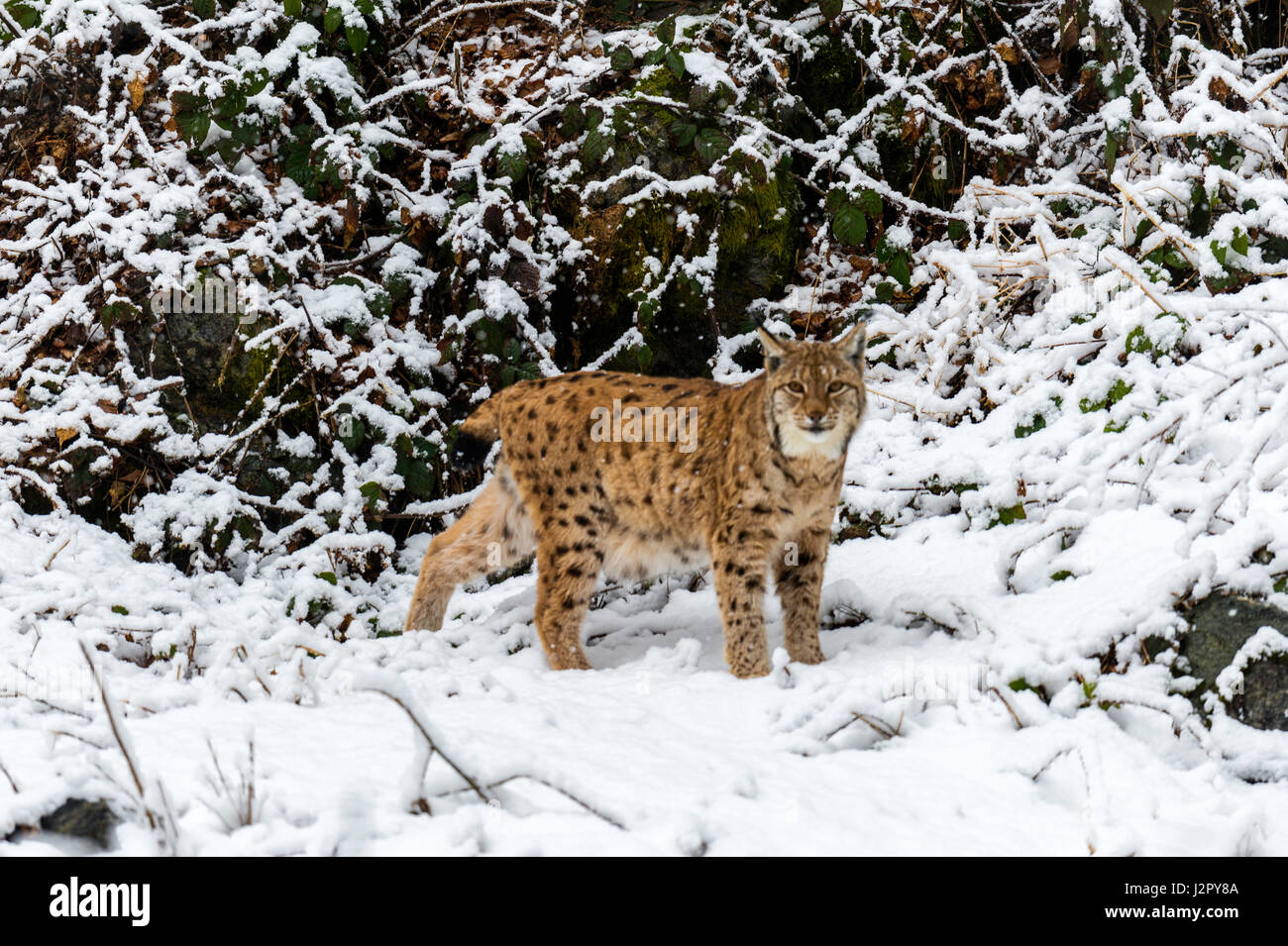 Hermoso el lince eurásico (Lynx lynx) representada forrajeando en un bosque remoto Configuración forestal a mediados de invierno. Foto de stock