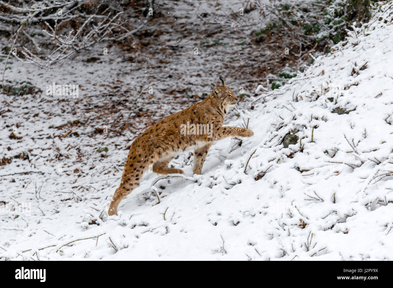 Hermoso el lince eurásico (Lynx lynx) representada forrajeando en un bosque remoto Configuración forestal a mediados de invierno. Foto de stock