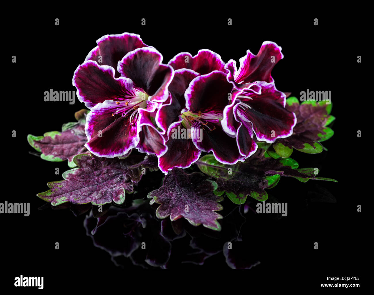 Rojo y verde hoja de ortiga con terciopelo morado flor geranio aislado sobre fondo negro, Royal Pelargonium, cerrar Fotografía de stock - Alamy Rojo y verde hoja de ortiga con terciopelo morado flor geranio aislado sobre fondo negro, Royal Pelargonium, cerrar Fotografía de stock - Alamy