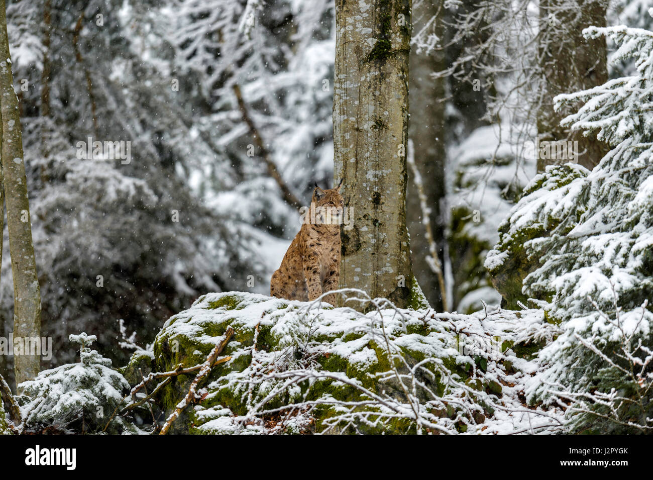 Hermoso el lince eurásico (Lynx lynx) representada asentado sobre un afloramiento rocoso, encuestar a sus alrededores cubiertos de nieve en un bosque remoto Configuración de invierno. Foto de stock