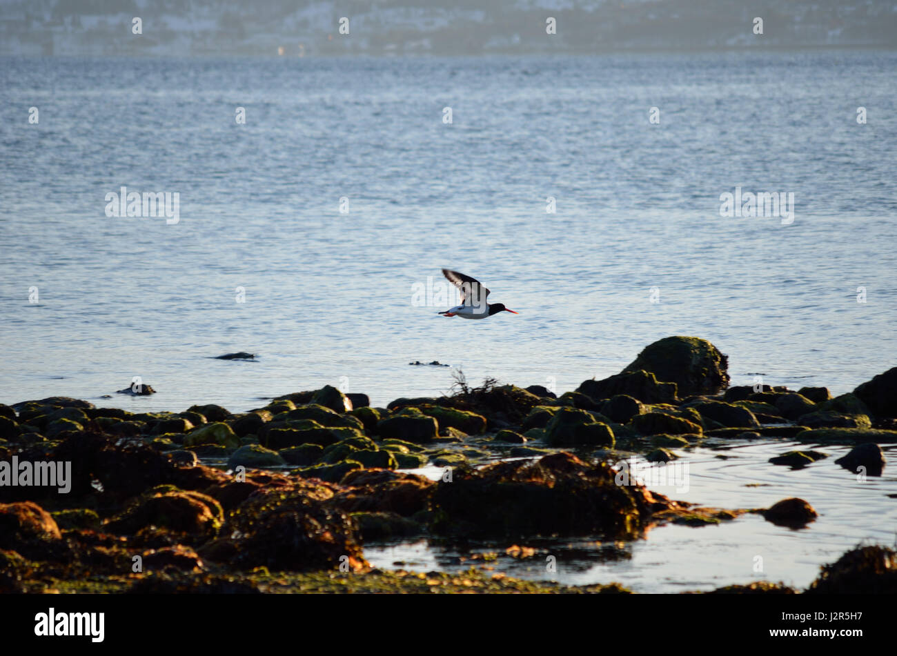 Pájaros en las orillas cubiertas de algas Foto de stock