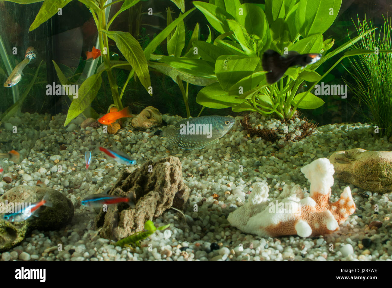 Acuario con muchos peces y plantas naturales y arena.peces tropicales. acuario con plantas verdes y corales Fotografía de stock - Alamy
