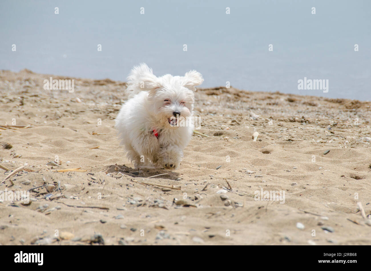 Lindo perro corriendo en la playa - Maltés cachorro Foto de stock