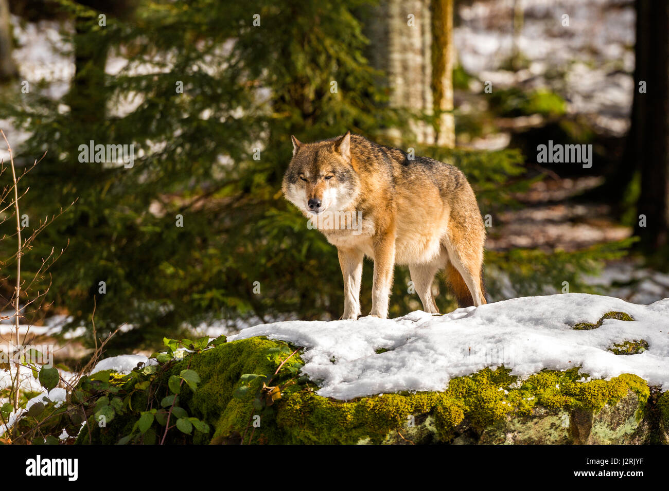 Hermosa solo adulto de lobo gris (Canis lupus) macho alfa representado poses amenazador desde un punto de vista en el bosque cubierto de nieve en pleno invierno. Foto de stock