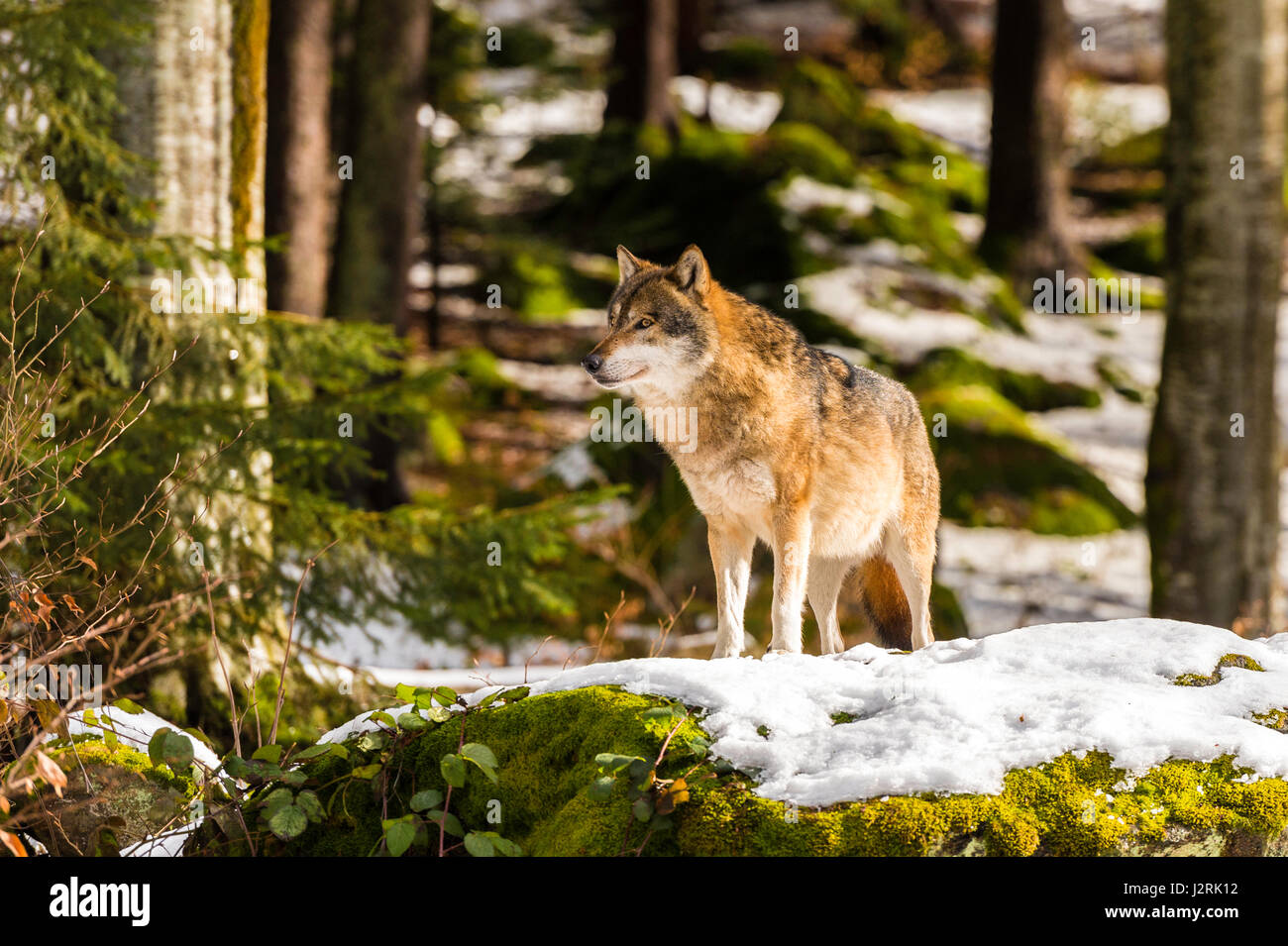 Hermosa solo adulto de lobo gris (Canis lupus) macho alfa representado poses amenazador desde un punto de vista en el bosque cubierto de nieve en pleno invierno. Foto de stock