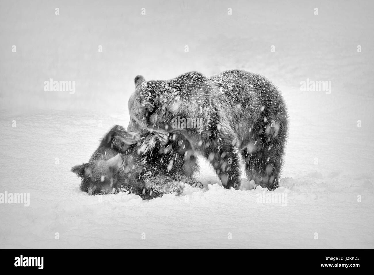 Solo para mujeres adultas euroasiática y un cachorro de oso pardo (Ursus arctos) descontrol en una tormenta de nieve en invierno. (Bellas Artes, High Key, Blanco y negro) Foto de stock