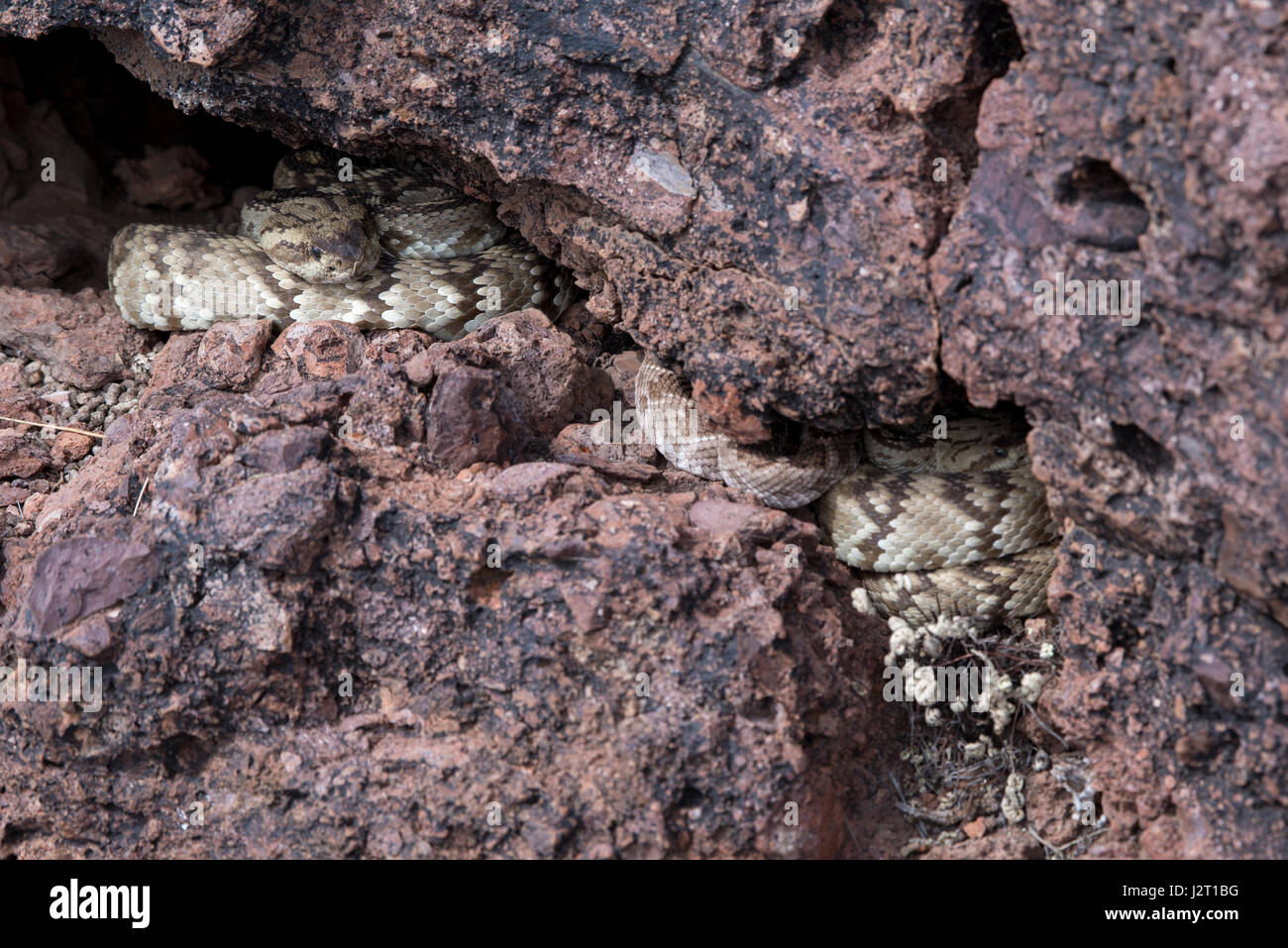 Negro Oriental colas (Crotalus ornatus) y Western Diamond, respaldados (Crotalus atrox), Cascabel tendido en una cueva en el centro de Nuevo México, EE.UU.. Foto de stock