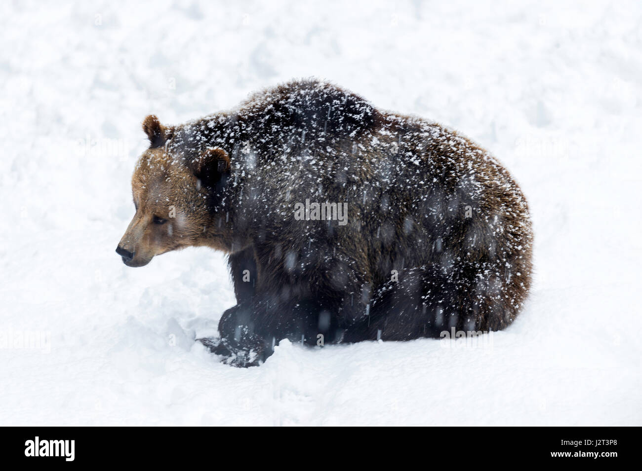 Solo para mujeres adultas Euroasiática de oso pardo (Ursus arctos) representado sentado en una tormenta de nieve en invierno. Foto de stock