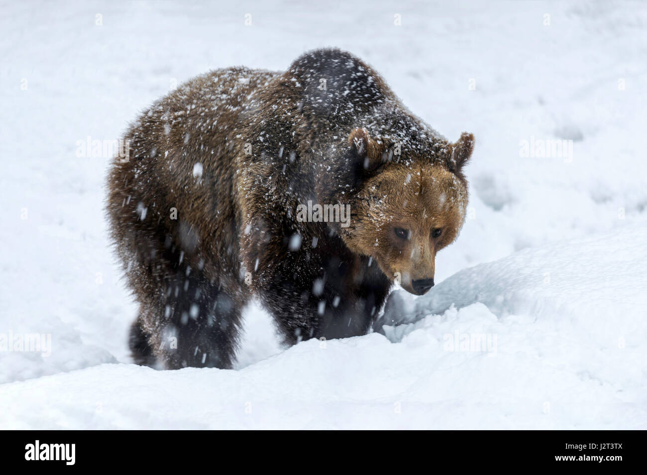 Solo para mujeres adultas Euroasiática de oso pardo (Ursus arctos) serpenteante en una tormenta de nieve de mediados de invierno. Foto de stock