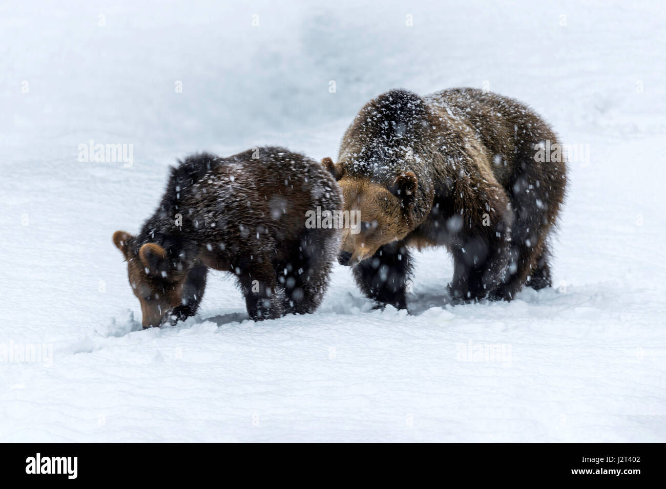 Par de osos pardos euroasiática, Madre y Cub (Ursus arctos) caminando por el sendero en medio de la tormenta de nieve del invierno. Foto de stock