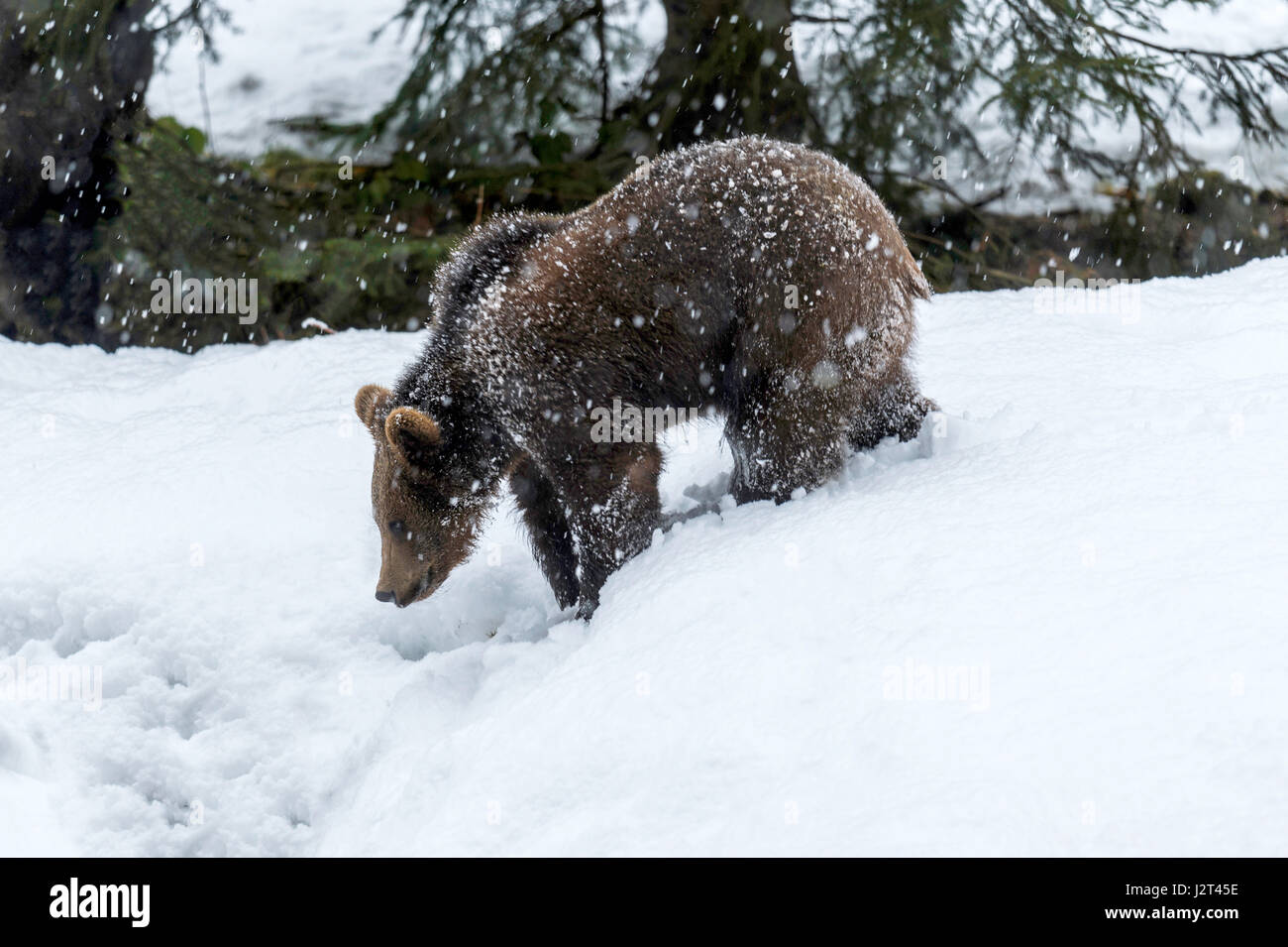 Joven cachorro de oso pardo euroasiático (Ursus arctos) representada forrajeando en una tormenta de nieve en invierno. Foto de stock