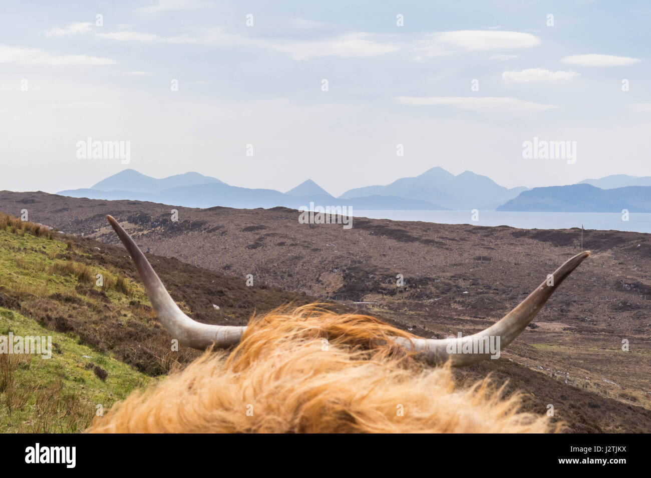 Applecross, Highlands Escocesas. El 1 de mayo de 2017. El clima del Reino Unido - highland vaca mirando hacia el Cuillins en la Isla de Skye de Applecross Village en el continente en un hermoso día de mayo caliente con cielos azules y despejados de crédito: Kay Roxby/Alamy Live News Foto de stock