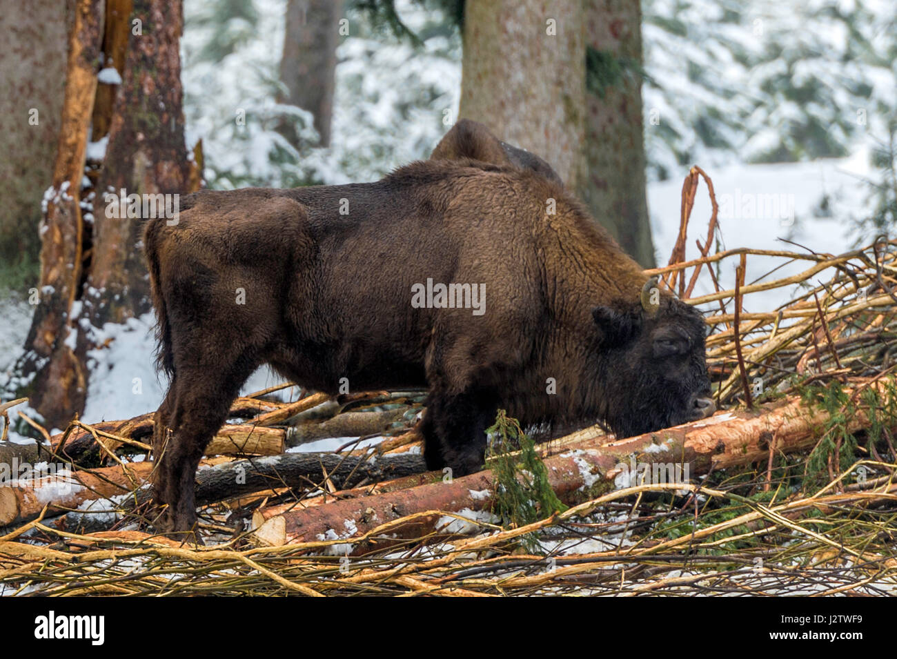 Solo adulto de madera europea el bisonte (Bison bonasus) representada en bosques cubiertos de nieve en pleno invierno. Foto de stock