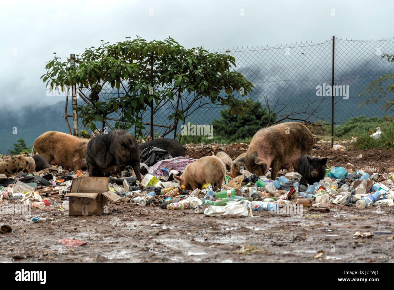 Los cerdos en el camino de comer basura en Graskop, Sudáfrica Foto de stock