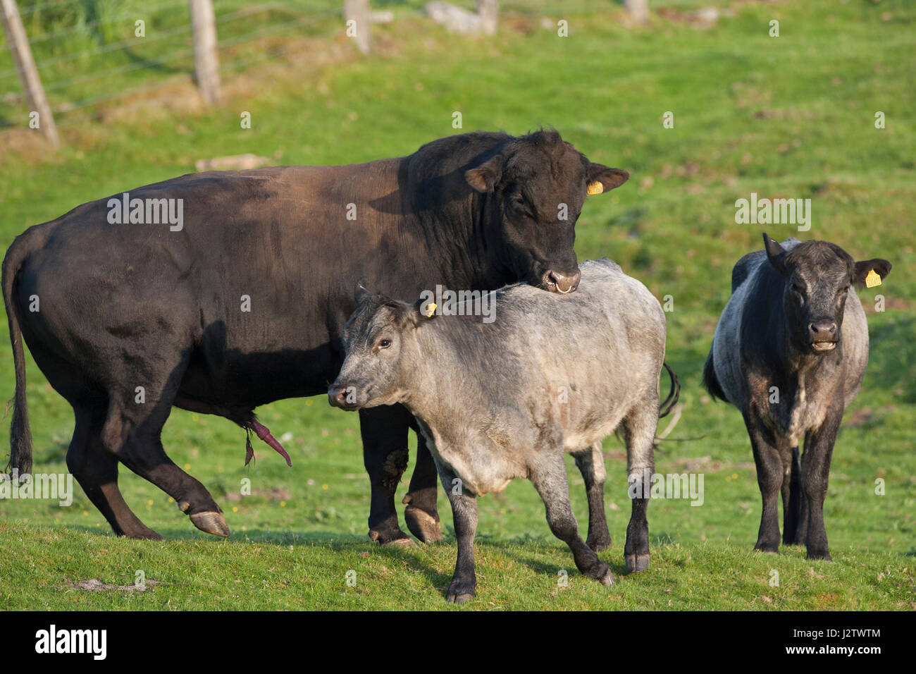 El ganado vacuno, solo adulto Aberdeen Angus bull intenta montar hembra, Aviemore, Escocia, Reino Unido Foto de stock