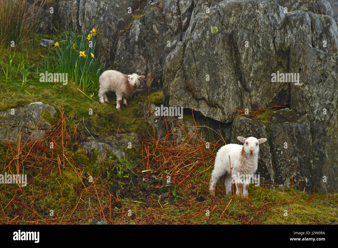 Dos corderos de primavera en el valle de Ogwen Foto de stock