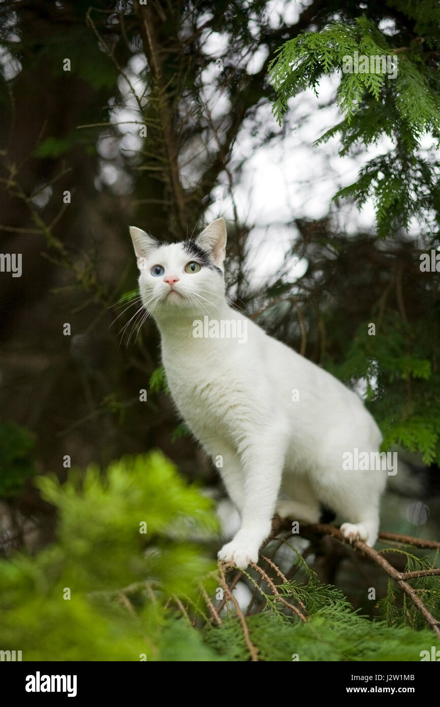 Blanco y negro joven Domestic Shorthair cat con ojos de color impar en ramas de abeto Foto de stock