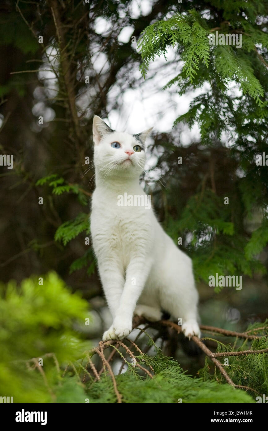 Blanco y negro joven Domestic Shorthair cat con ojos de color impar en ramas de abeto Foto de stock