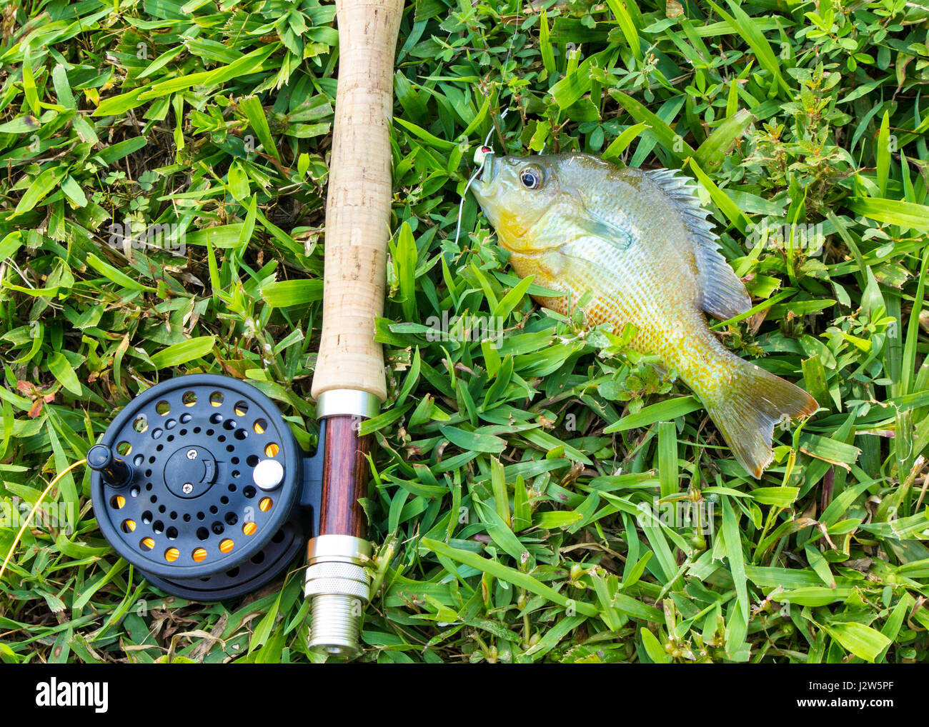 Los pequeños peces de agua dulce caught on fly rod Foto de stock