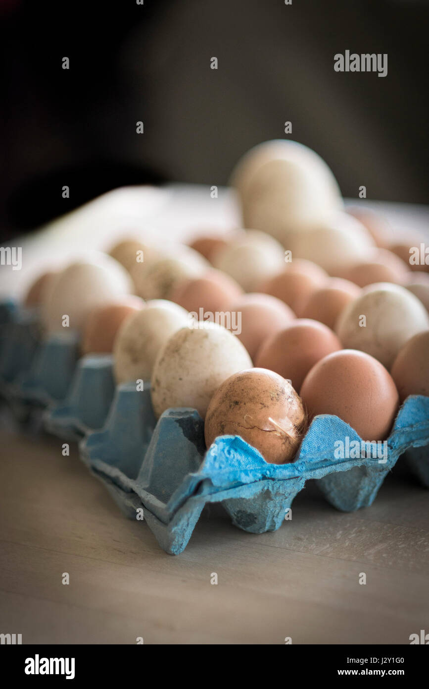 Una bandeja de huevos muy frescos sucias conchas Naturaleza Fuente de proteínas Free Range huevos orgánicos de las cáscaras de huevos de cáscara de huevo Foto de stock