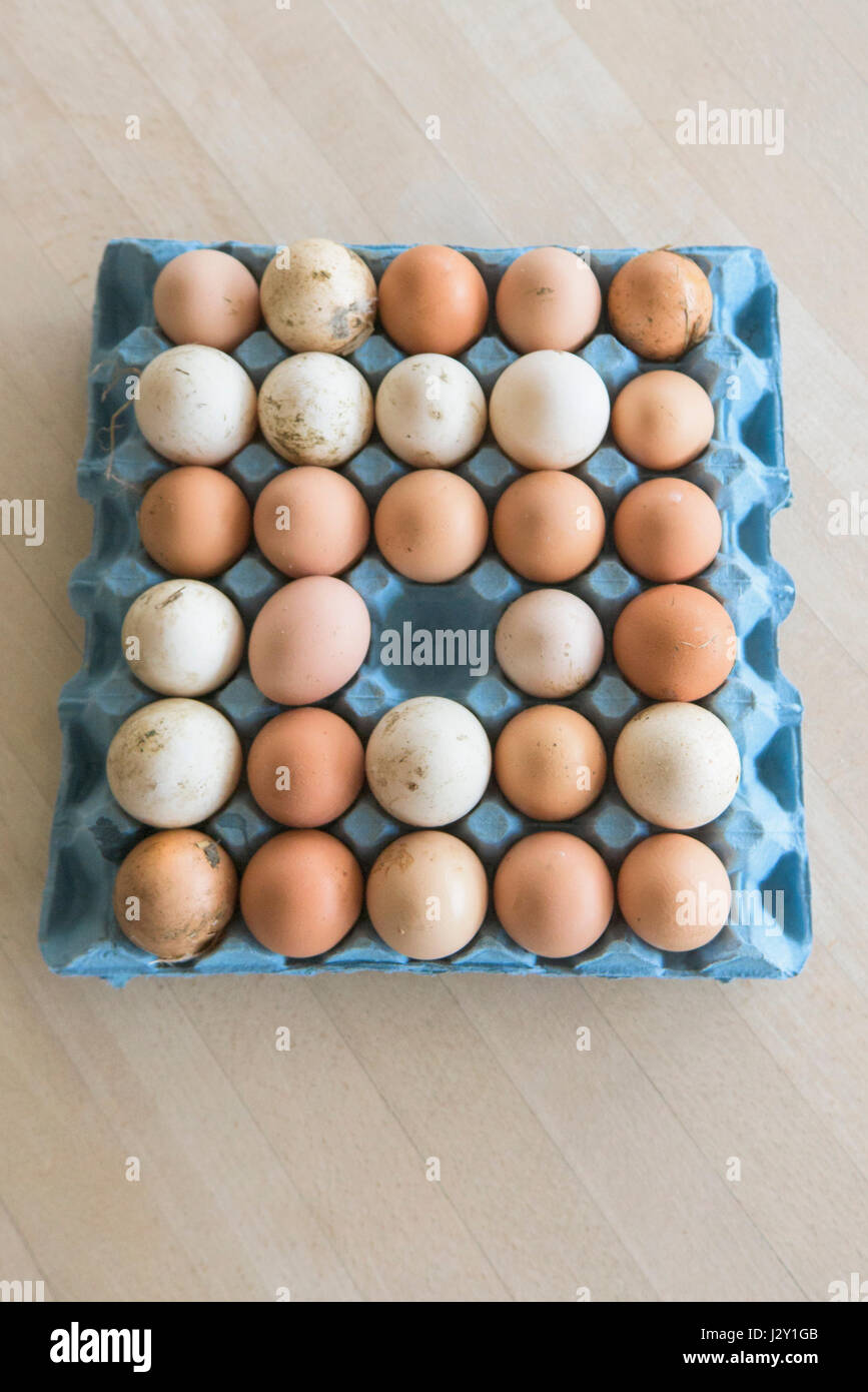 Una bandeja de huevos muy frescos sucias conchas Naturaleza Fuente de proteínas Free Range huevos orgánicos de las cáscaras de huevos de cáscara de huevo de uno usado retirado Foto de stock