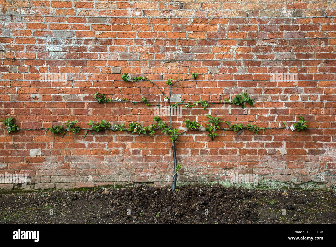 Pequeña, joven manzano siendo formados contra una pared en Inglaterra. Foto de stock