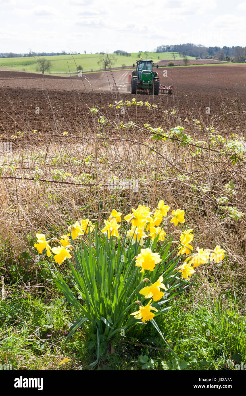 La siembra en el Cotswolds a principios de la primavera cerca Hawling, Gloucestershire, Reino Unido Foto de stock