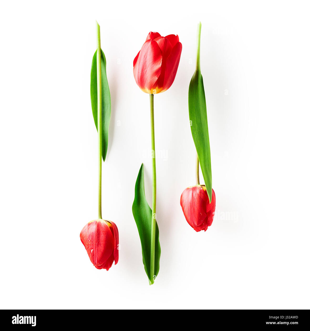 Red tulip flor con hojas. Grupo de objetos aislados sobre fondo blanco trazado de recorte incluido. Spring Garden flores Foto de stock