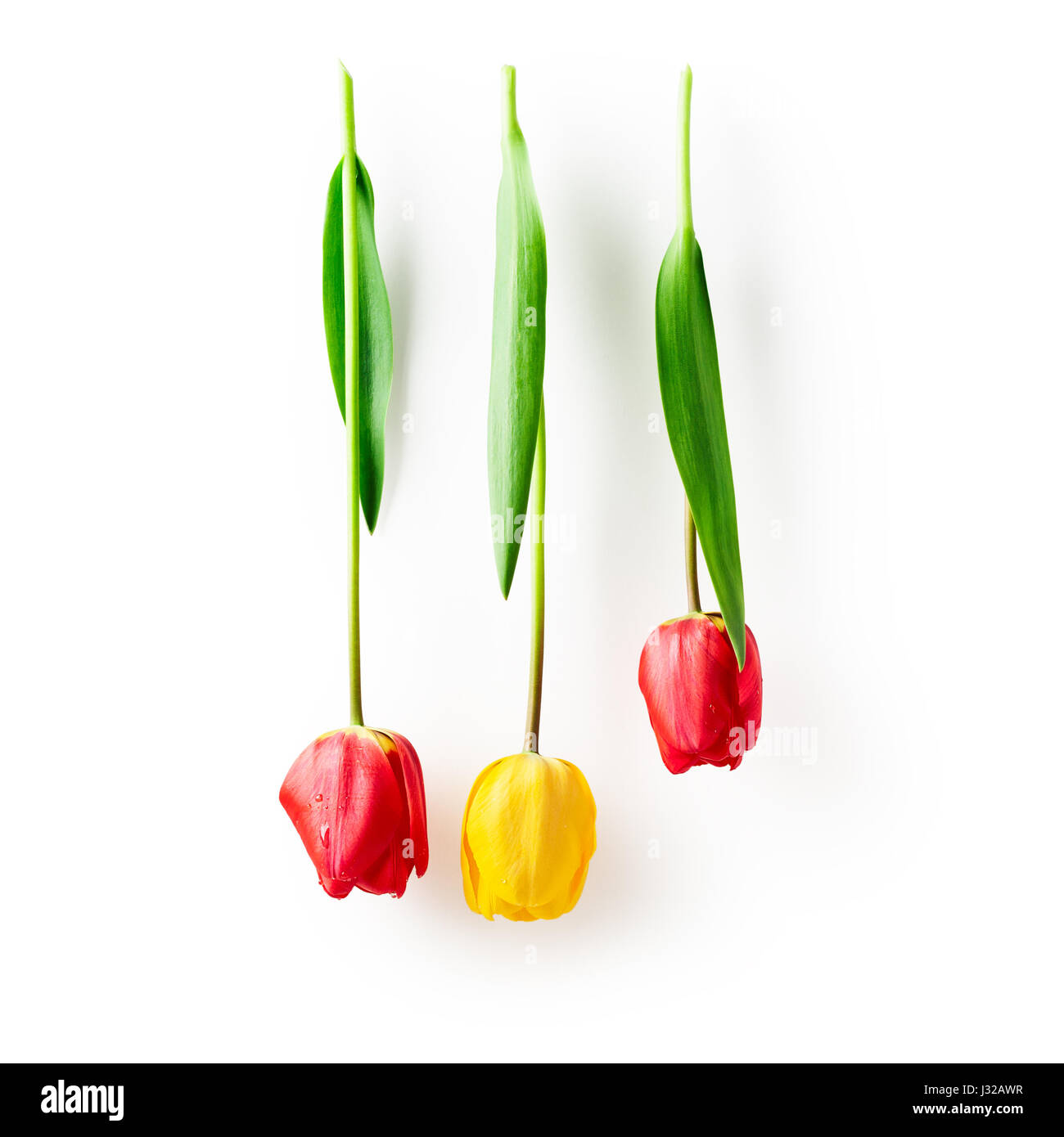 Flor de tulipán rojo y amarillo con las hojas. Dos objetos aislados sobre fondo blanco trazado de recorte incluido. Spring Garden flores Foto de stock