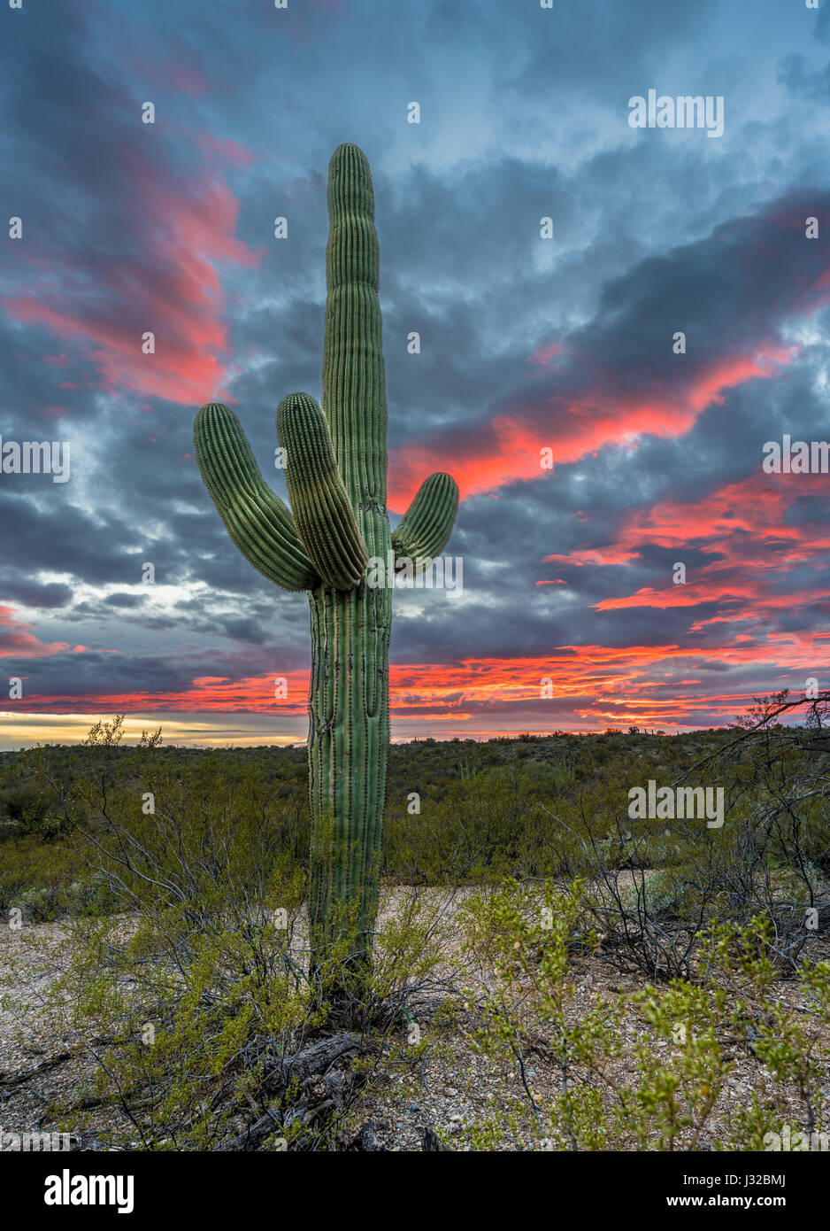 Cacto Saguaro en la puesta de sol, el Bosque Nacional de Coronado, montañas Santa Catalina, desierto de Tucson, Arizona, EE.UU. Foto de stock