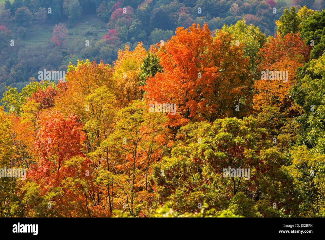 El otoño caen las hojas en el Bosque Nacional Monongahela, montañas Allegheny, West Virginia, EE.UU., con montañas en la distancia Foto de stock