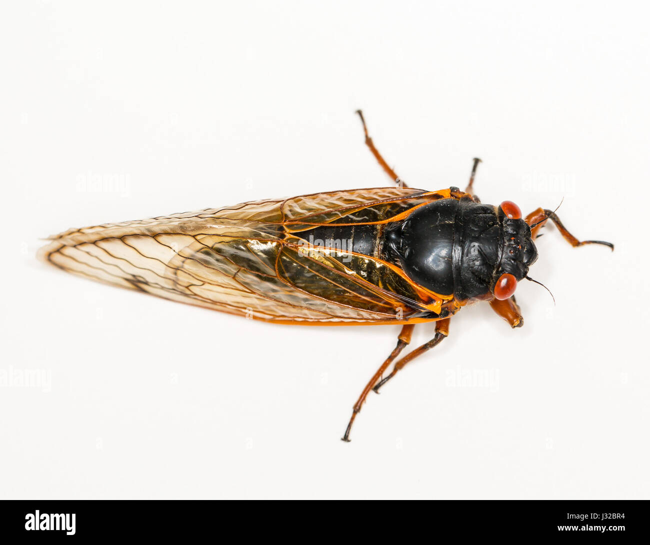Cicada cerca de cría II en 2013 en Virginia. Macro detallada imagen contra el fondo blanco. Foto de stock